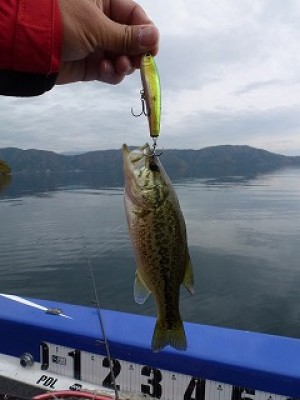 truth news ブログ写真 2012/11/22