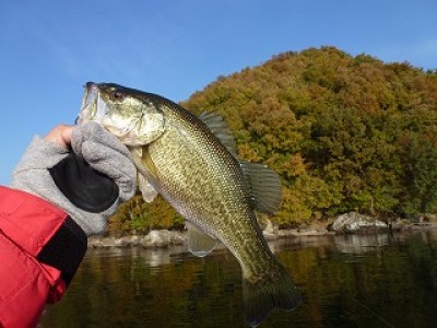 truth news ブログ写真 2012/11/22