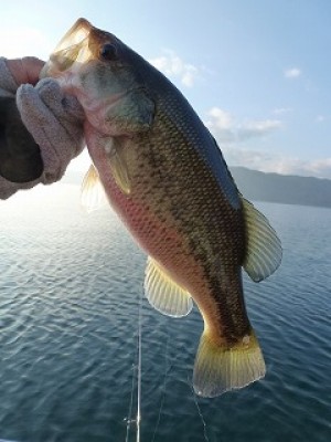 truth news ブログ写真 2012/11/22