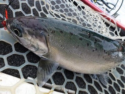 truth news ブログ写真 2012/12/13