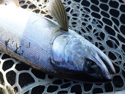 truth news ブログ写真 2012/12/13