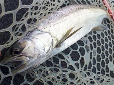 truth news ブログ写真 2012/12/24