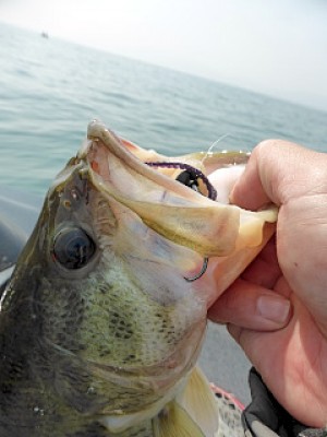 truth news ブログ写真 2013/03/10