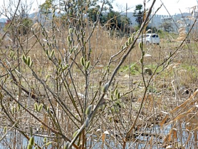 truth news ブログ写真 2013/03/11