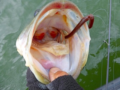 truth news ブログ写真 2013/04/11