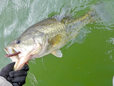 truth news ブログ写真 2013/04/11