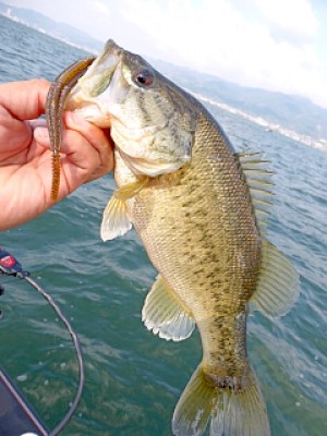 truth news ブログ写真 2013/04/27