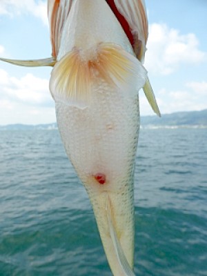 truth news ブログ写真 2013/04/27