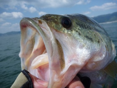 truth news ブログ写真 2013/04/28