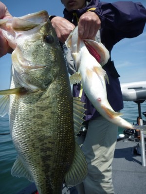 truth news ブログ写真 2013/05/12