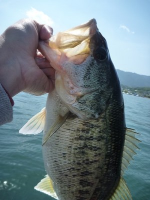 truth news ブログ写真 2013/05/12