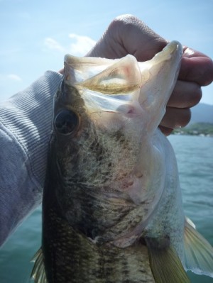 truth news ブログ写真 2013/05/12