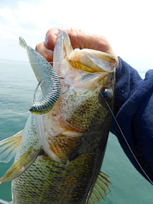 truth news ブログ写真 2013/05/16