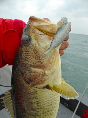 truth news ブログ写真 2013/05/16