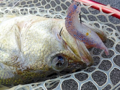 truth news ブログ写真 2013/05/16