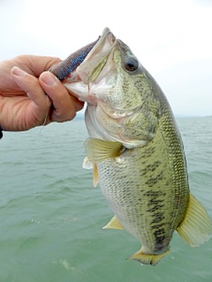 truth news ブログ写真 2013/05/27