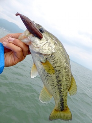 truth news ブログ写真 2013/05/27