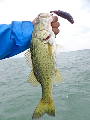 truth news ブログ写真 2013/05/27