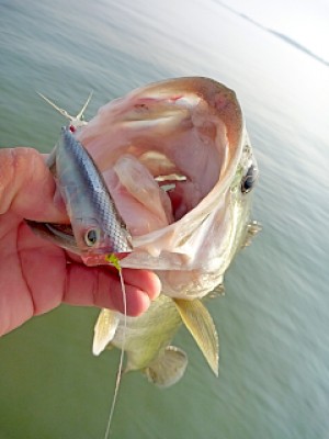 truth news ブログ写真 2013/06/08