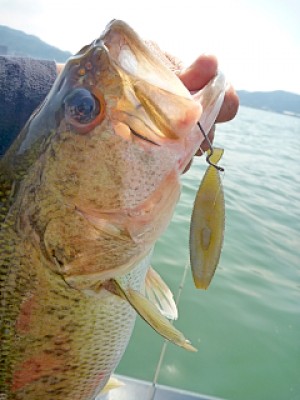 truth news ブログ写真 2013/06/08