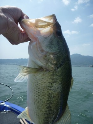 truth news ブログ写真 2013/06/08