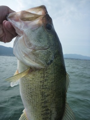 truth news ブログ写真 2013/06/08