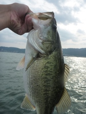 truth news ブログ写真 2013/06/08