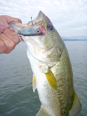 truth news ブログ写真 2013/06/10