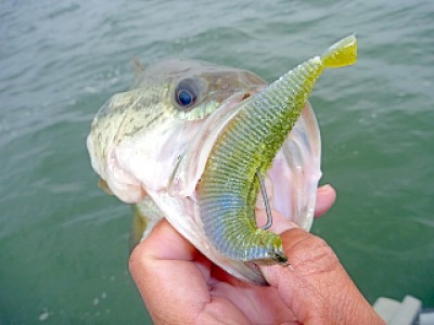 truth news ブログ写真 2013/06/10