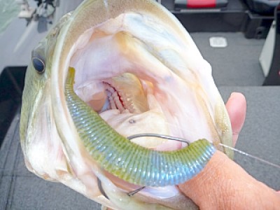 truth news ブログ写真 2013/06/10