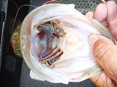 truth news ブログ写真 2013/06/11