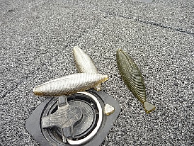 truth news ブログ写真 2013/06/11