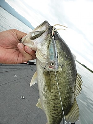 truth news ブログ写真 2013/06/13