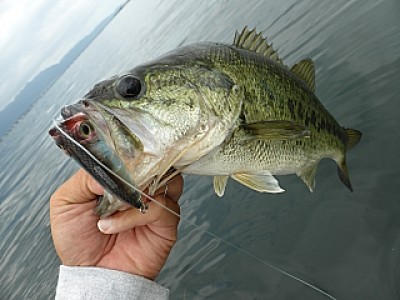 truth news ブログ写真 2013/06/13