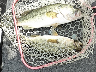 truth news ブログ写真 2013/06/13