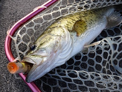 truth news ブログ写真 2013/06/14