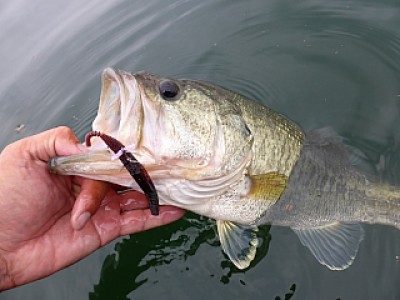 truth news ブログ写真 2013/06/15