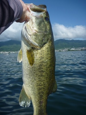 truth news ブログ写真 2013/06/16