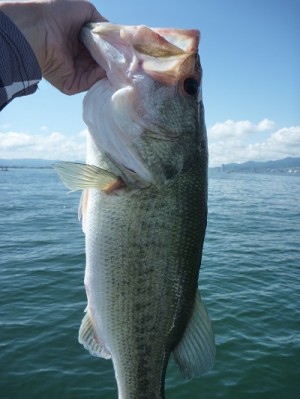 truth news ブログ写真 2013/06/16