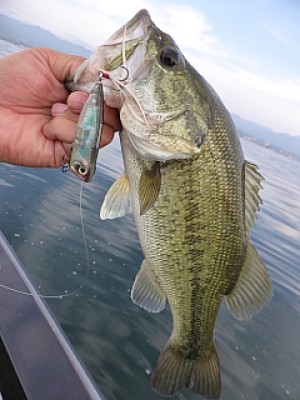 truth news ブログ写真 2013/06/18