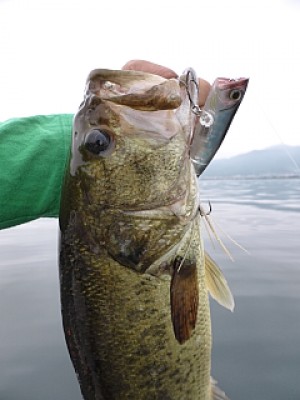 truth news ブログ写真 2013/06/18