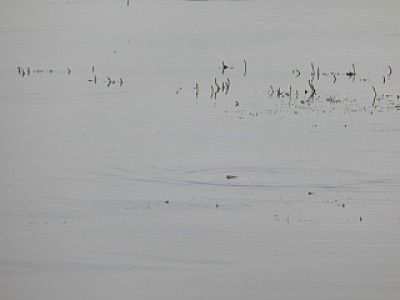 truth news ブログ写真 2013/06/24