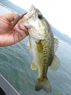 truth news ブログ写真 2013/06/24