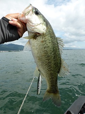 truth news ブログ写真 2013/06/28