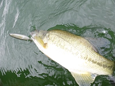 truth news ブログ写真 2013/06/28