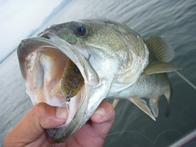 truth news ブログ写真 2013/07/04