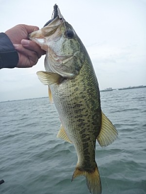 truth news ブログ写真 2013/07/06