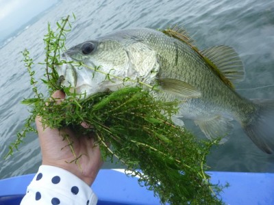 truth news ブログ写真 2013/07/06