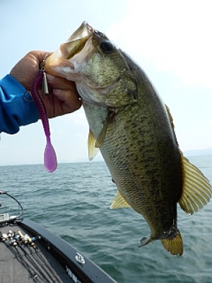 truth news ブログ写真 2013/07/10