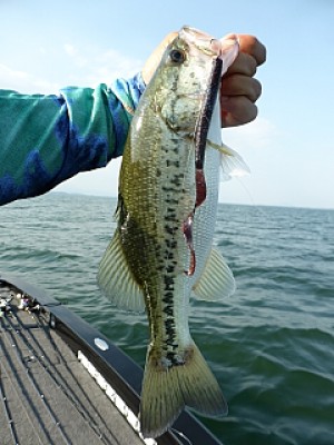 truth news ブログ写真 2013/07/10